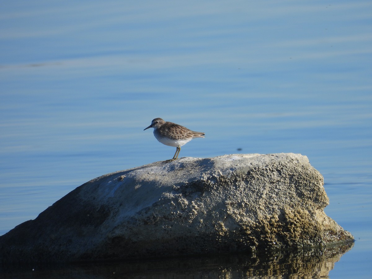 Least Sandpiper - ML645849238