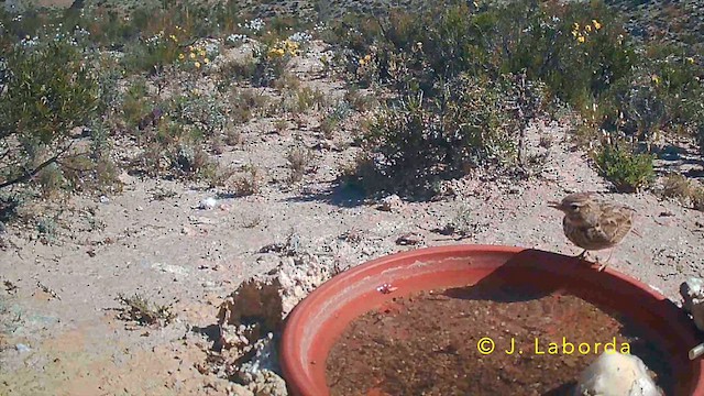 Tekla Toygarı - ML645849244