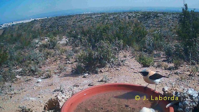 Batılı Kara Kulaklı Kuyrukkakan - ML645849249