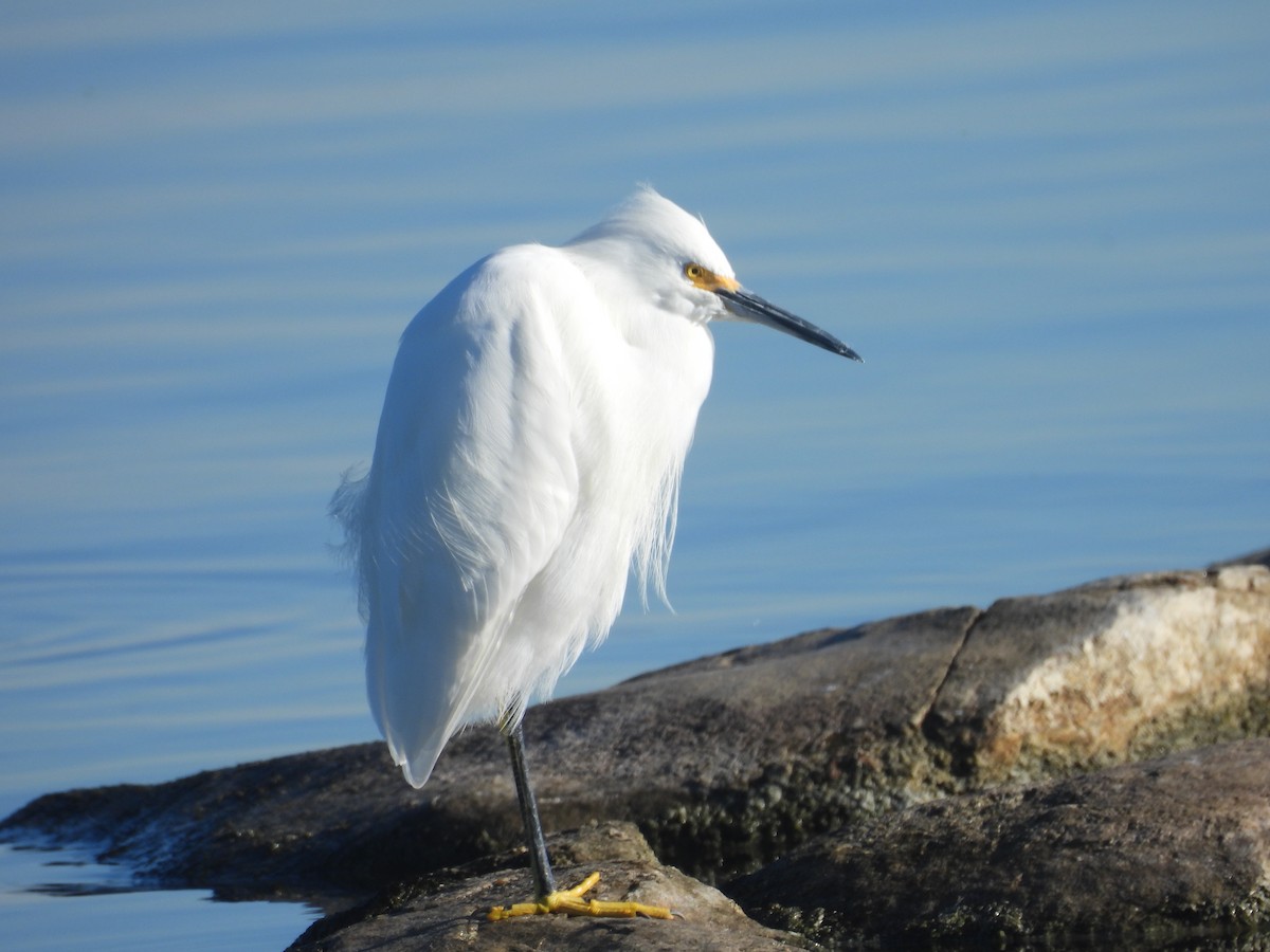 Snowy Egret - ML645849251