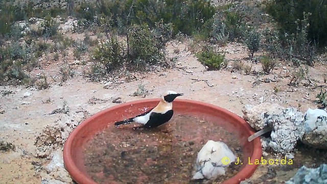 Batılı Kara Kulaklı Kuyrukkakan - ML645849253