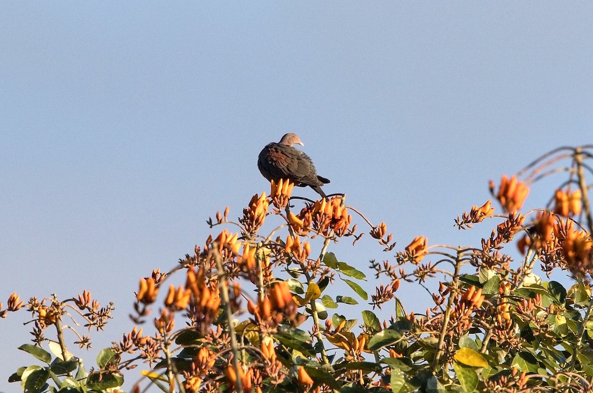 Red-billed Pigeon - ML645849255