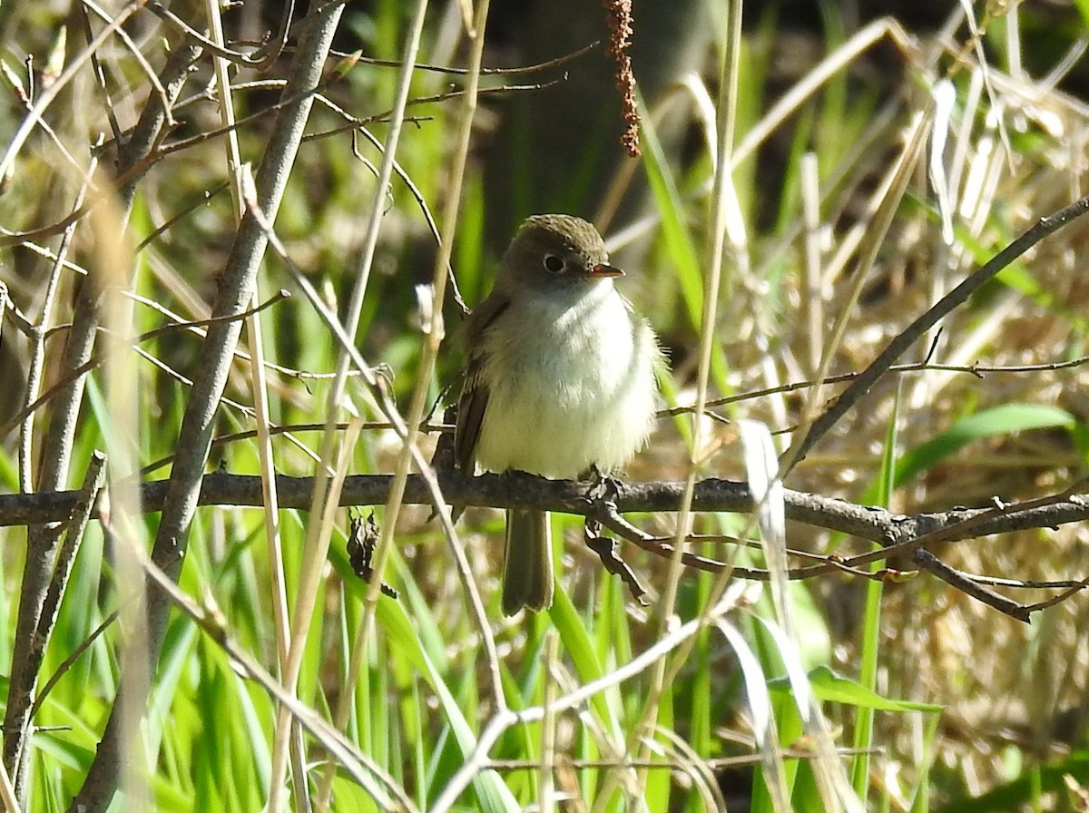 Acadian Flycatcher - ML645849257