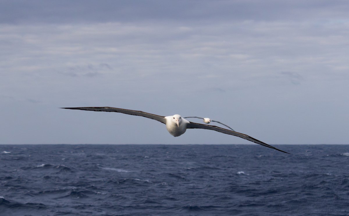 albatros Sanfordův - ML645849258
