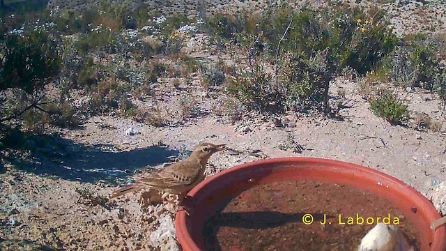 Kır İncirkuşu - ML645849263