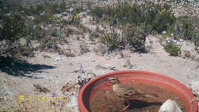 Kır İncirkuşu - ML645849264