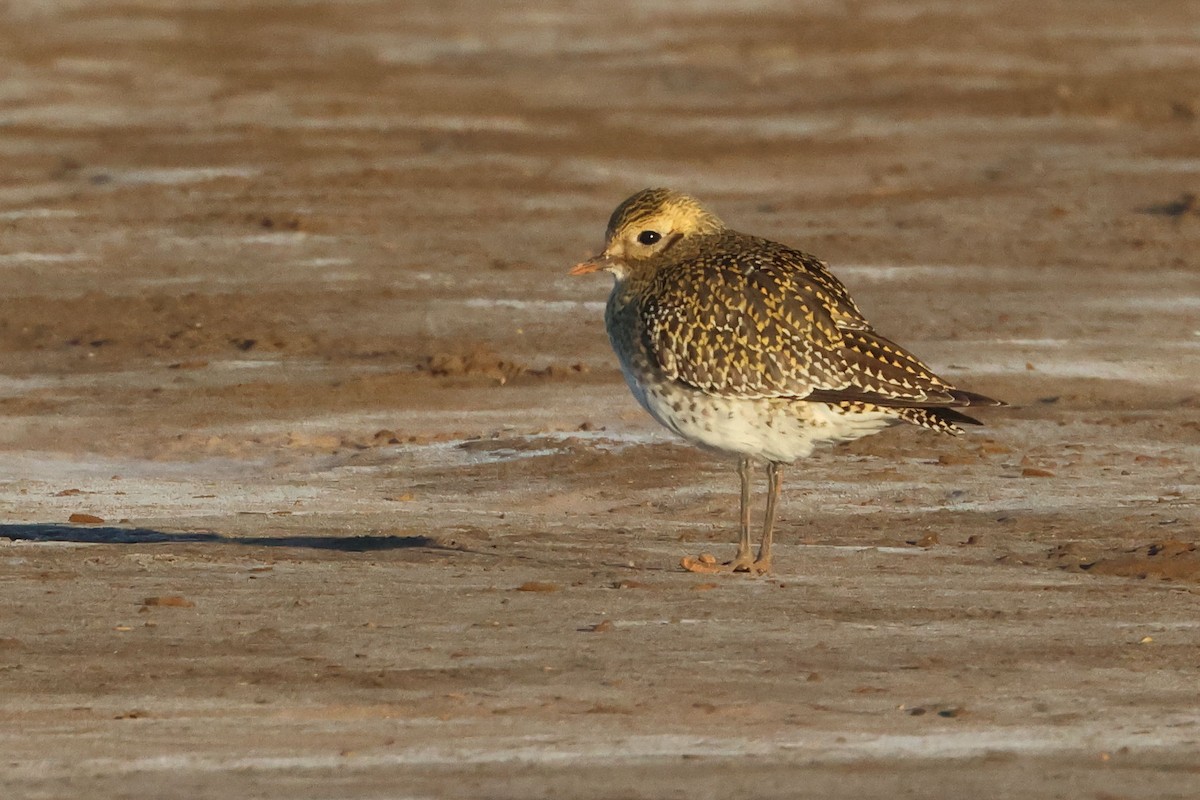 Сивка звичайна - ML645849269