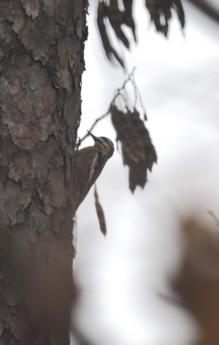 Yellow-bellied Sapsucker - ML645849272