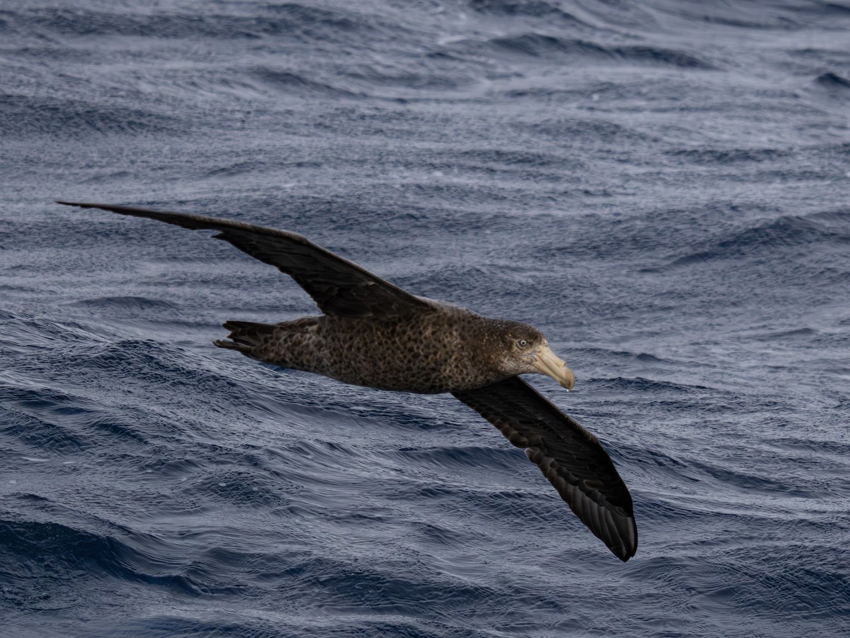 buřňák Hallův - ML645849273