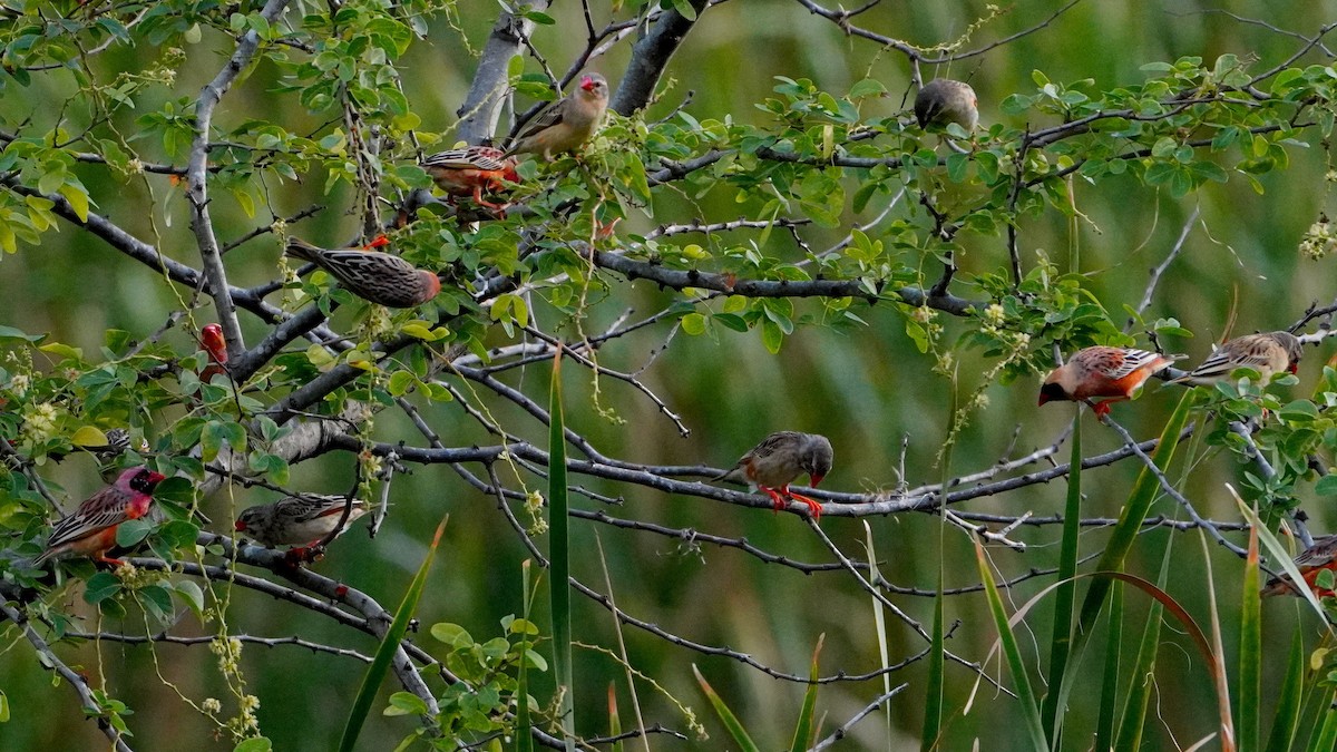 Red-billed Quelea - ML645849279