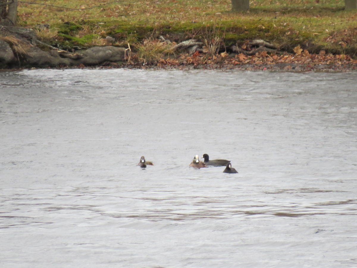 Indianerblässhuhn - ML645849281