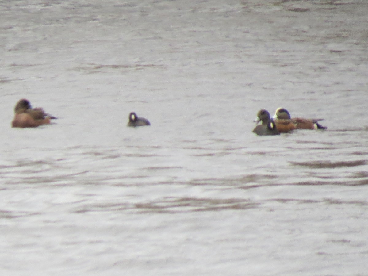 Indianerblässhuhn - ML645849283