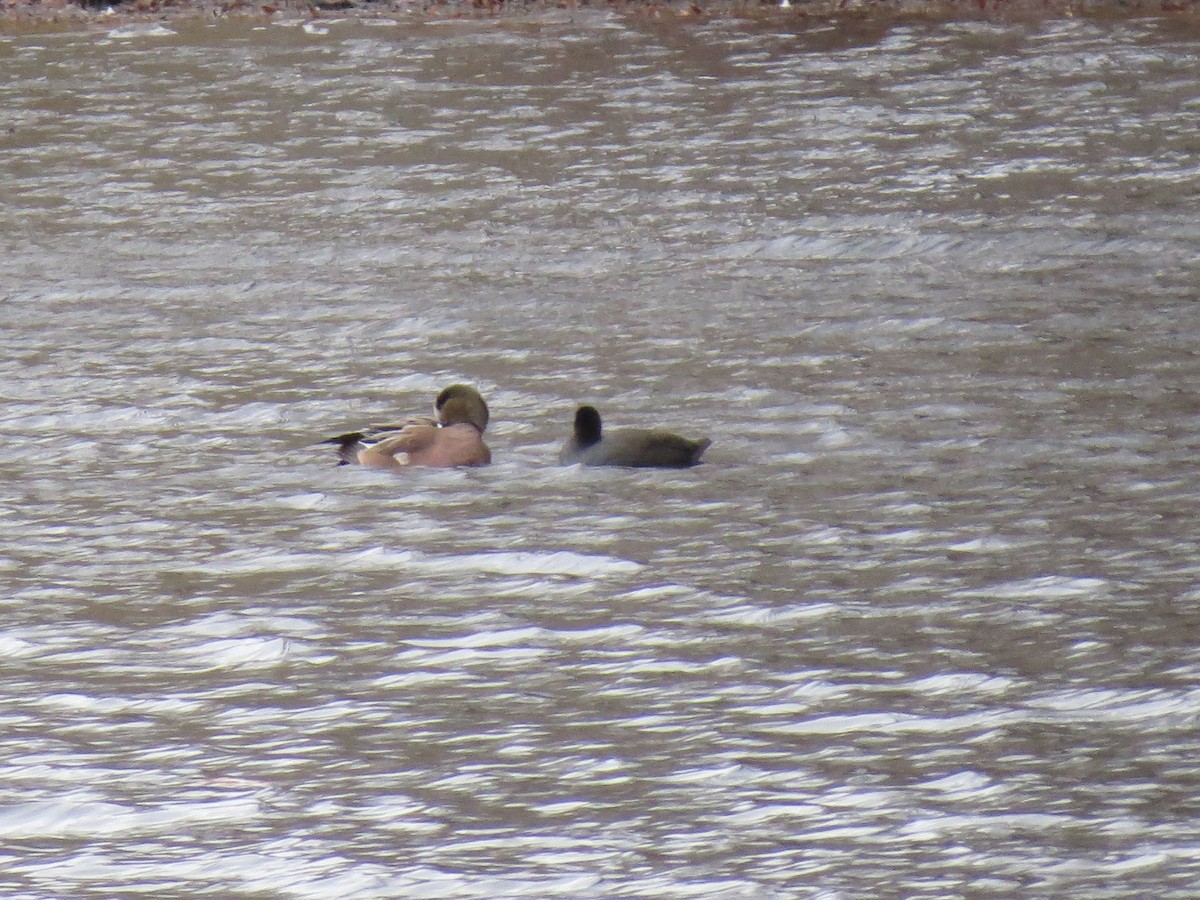 Indianerblässhuhn - ML645849289