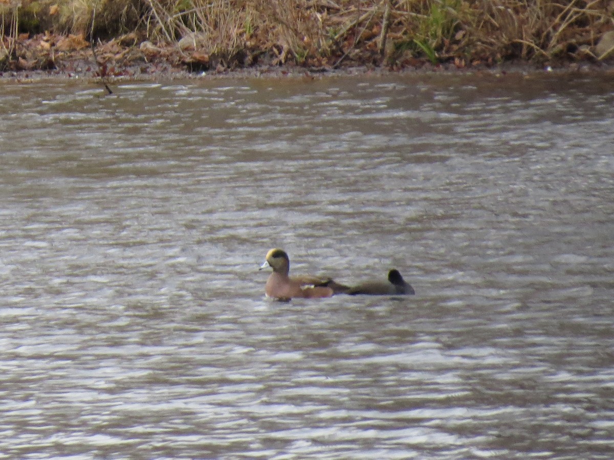 Indianerblässhuhn - ML645849291