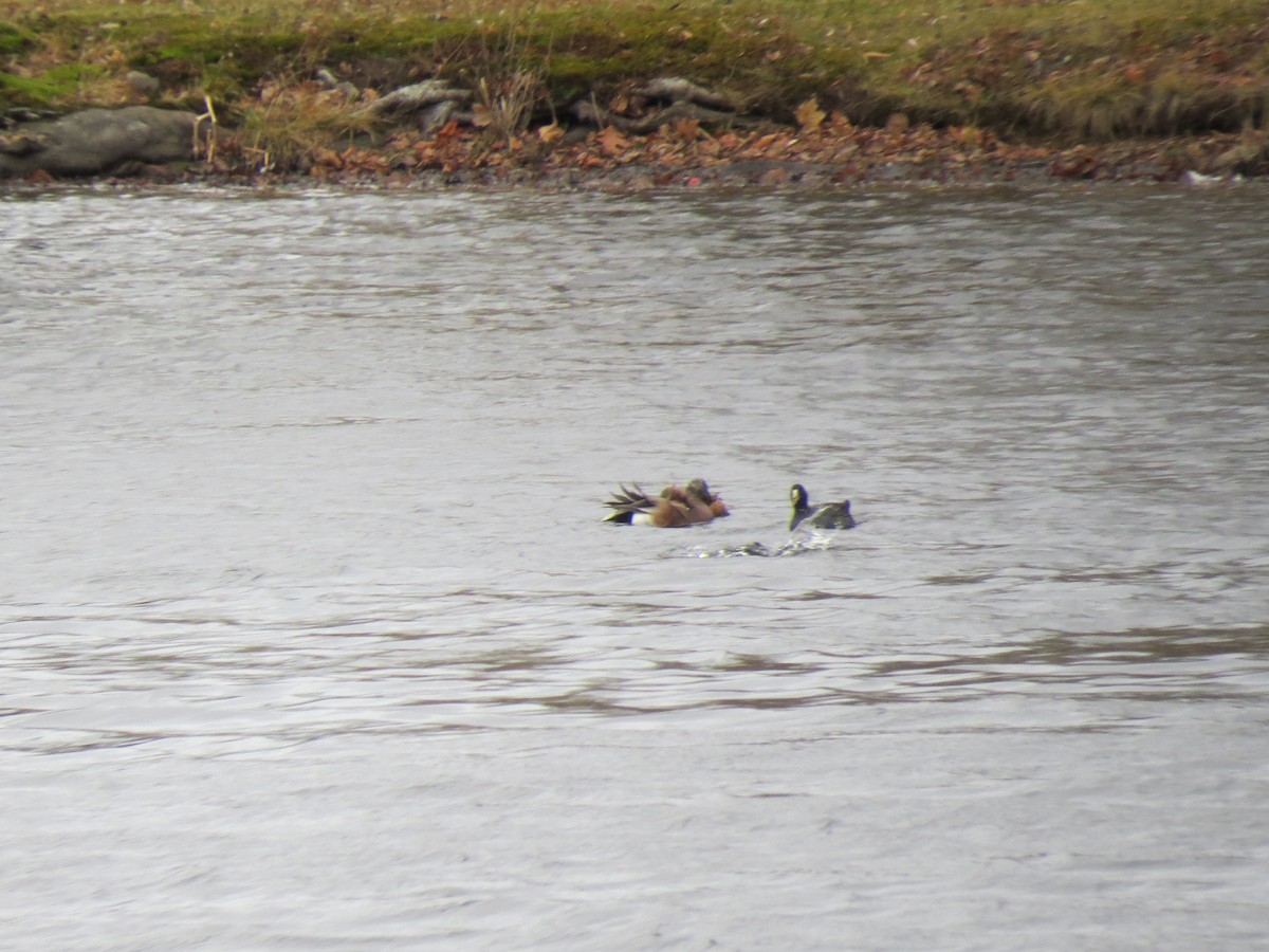 Indianerblässhuhn - ML645849292