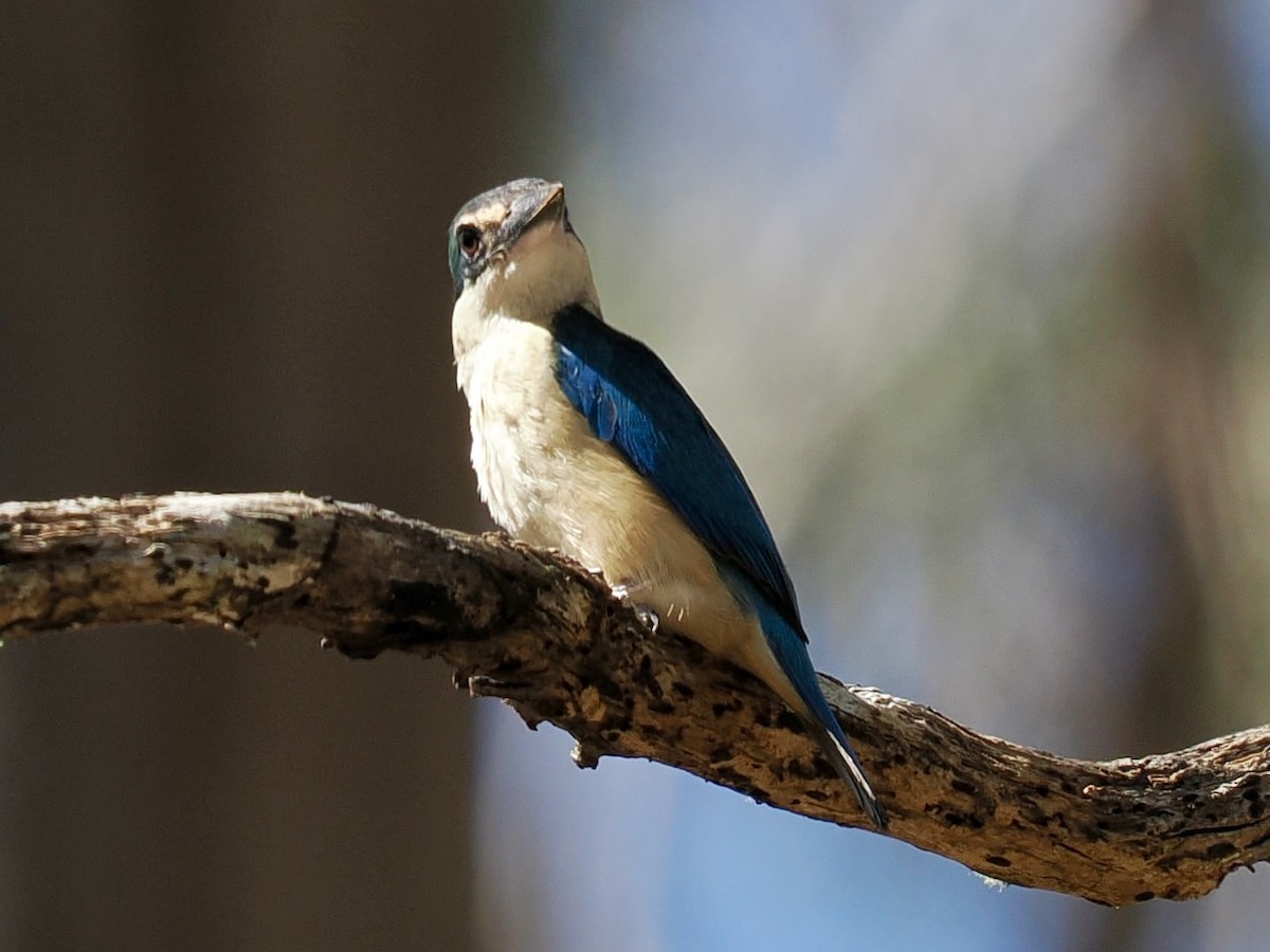 Forest Kingfisher - ML645849293