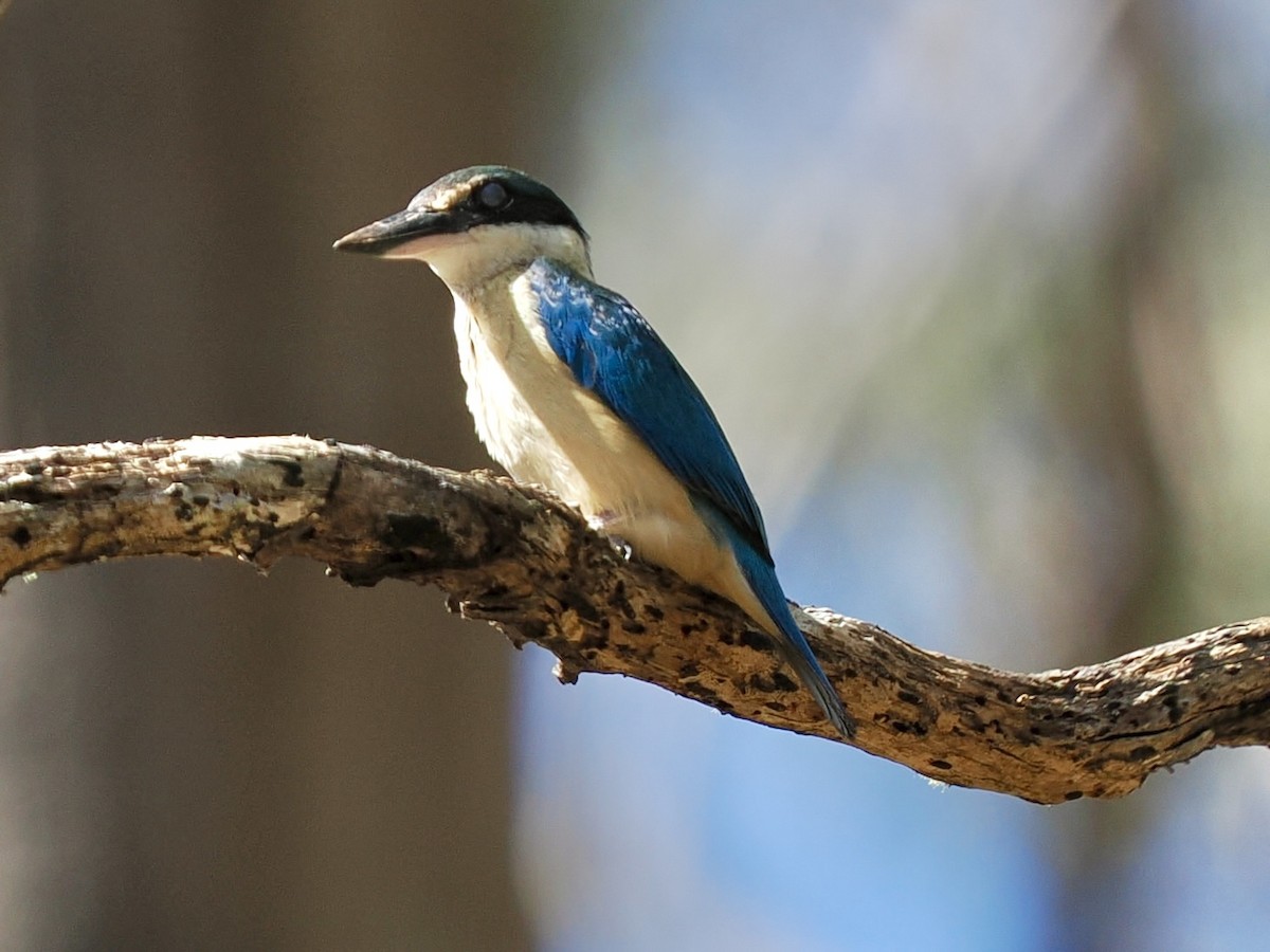 Forest Kingfisher - ML645849294