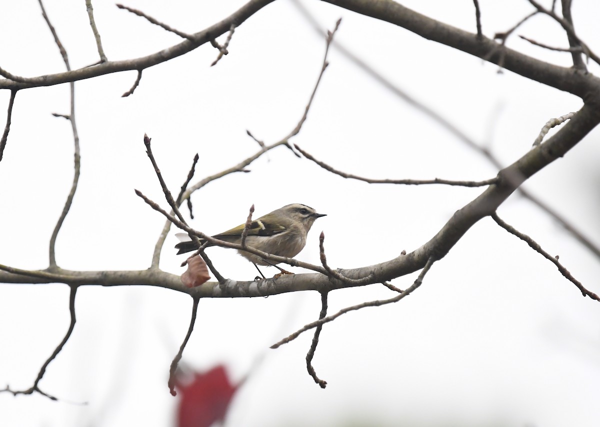 Golden-crowned Kinglet - ML645849295