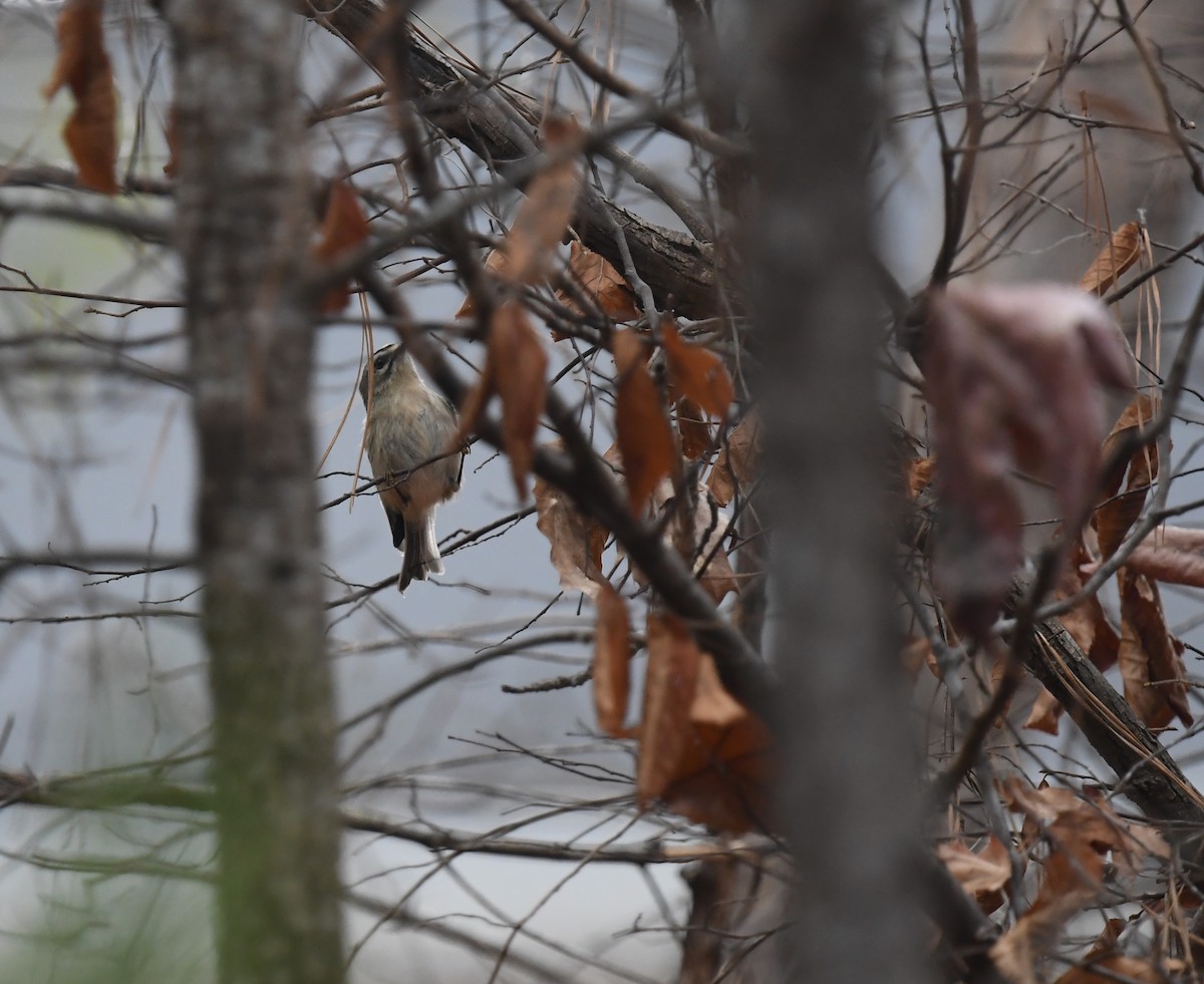 Golden-crowned Kinglet - ML645849296