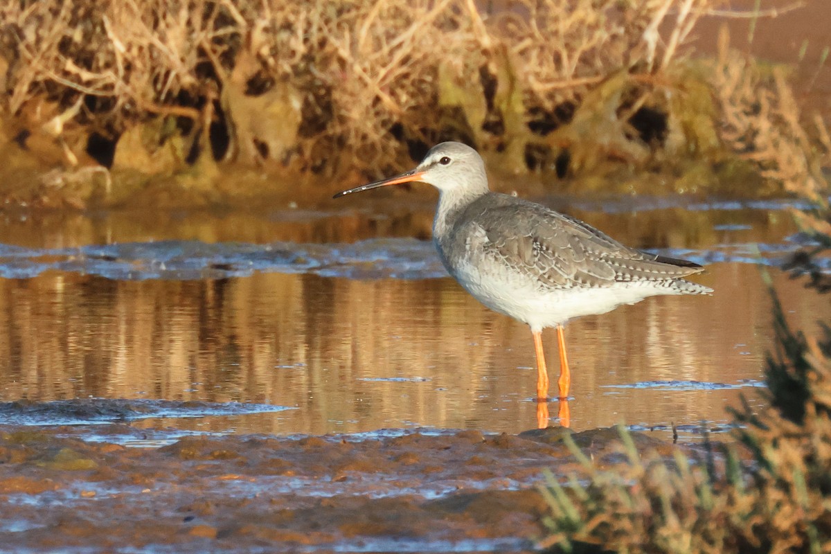 Dunkelwasserläufer - ML645849297