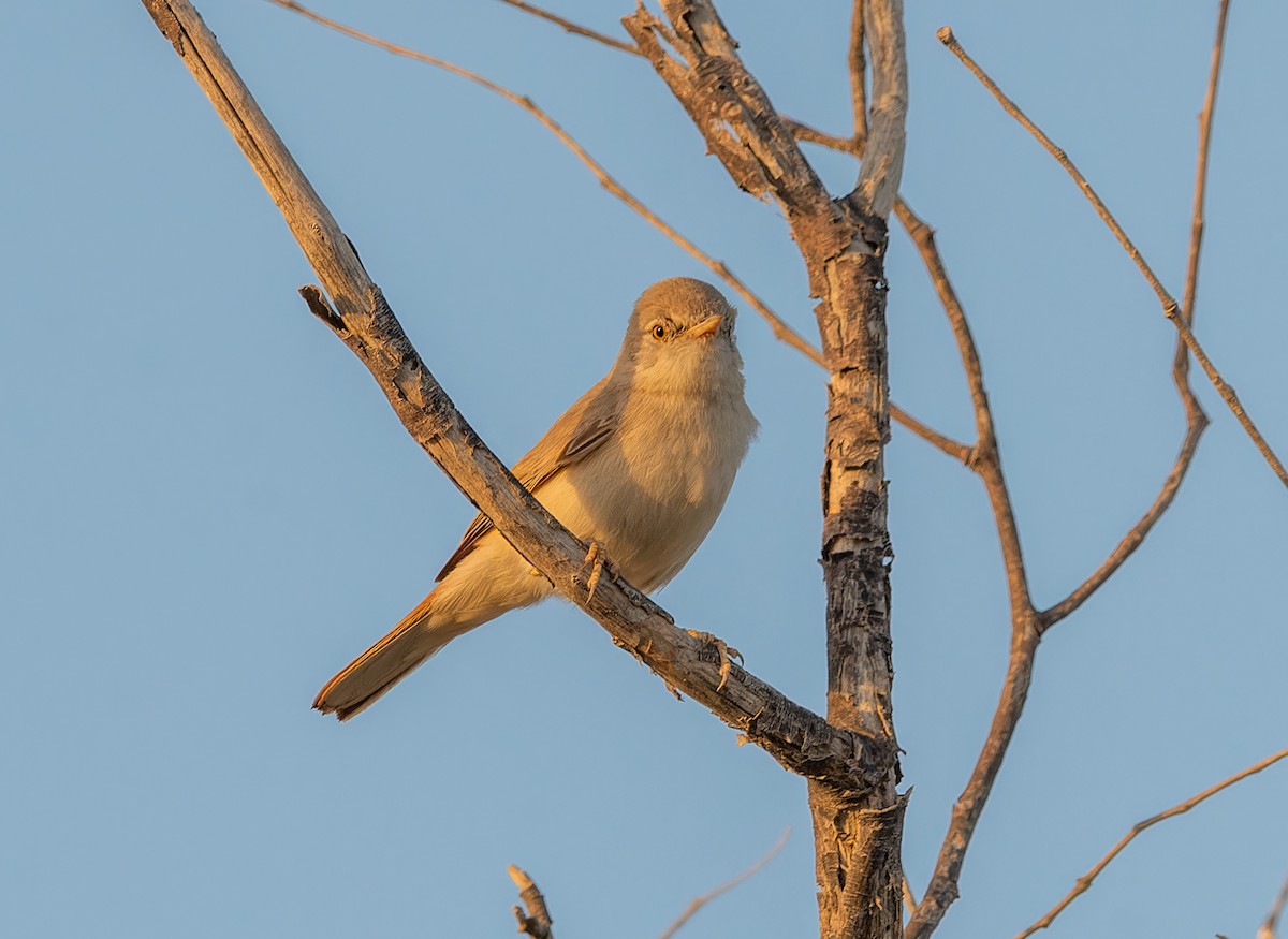 Wüstengrasmücke - ML645849298