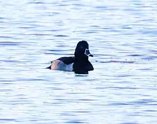 Ring-necked Duck - ML645849299