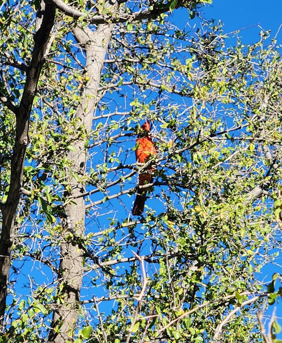 Rotkardinal - ML645849300