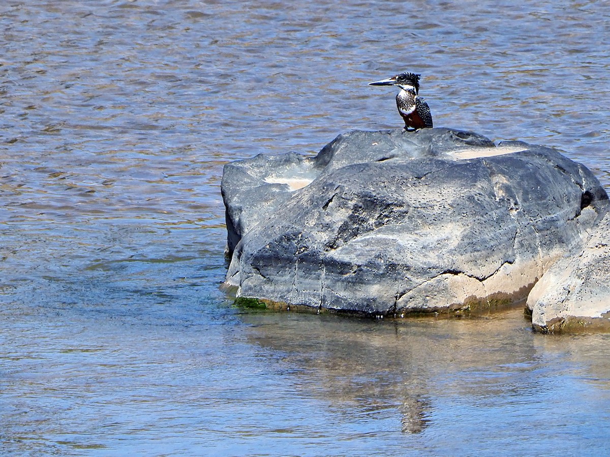 Riesenfischer - ML645849301