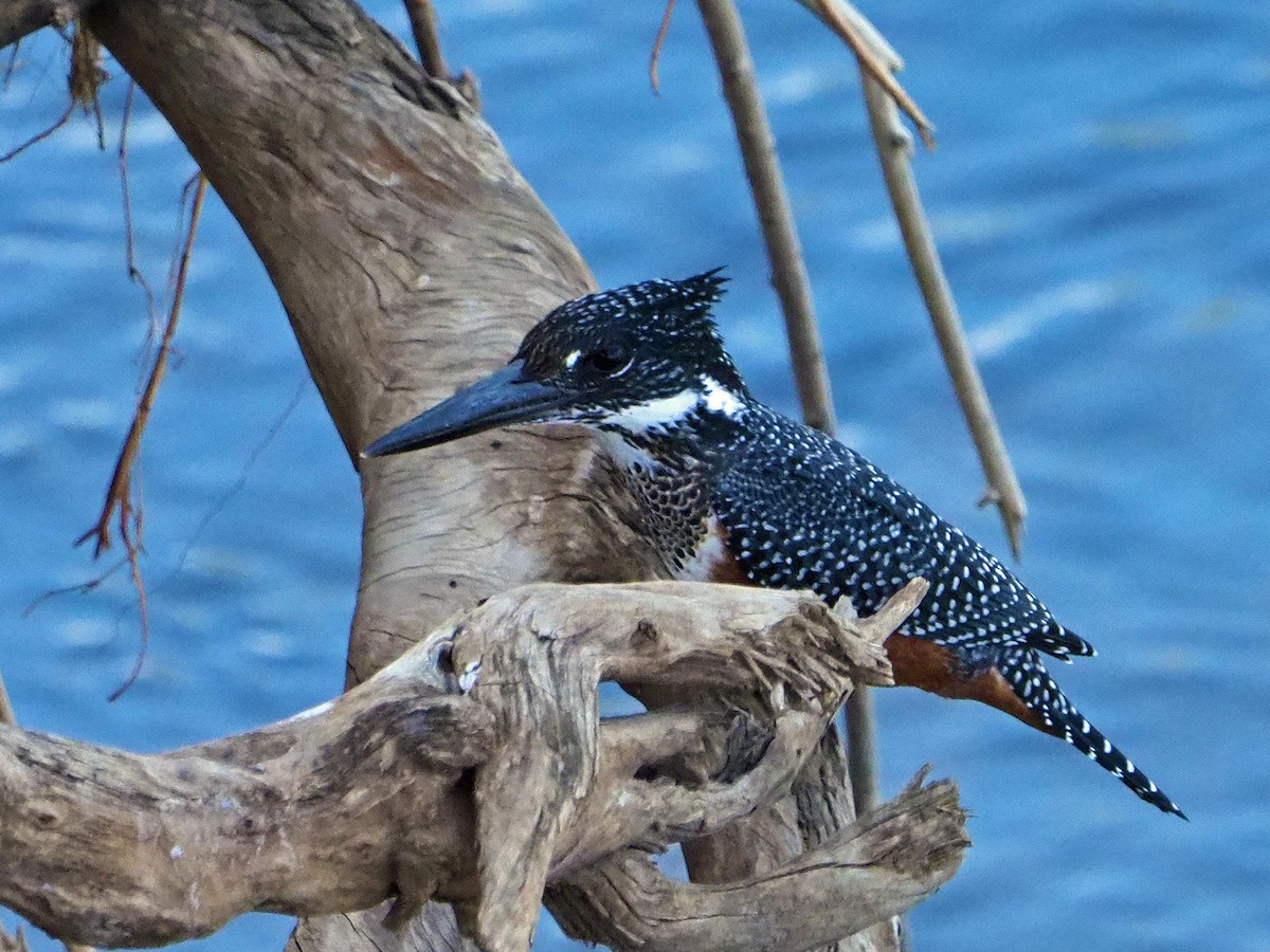 Riesenfischer - ML645849302