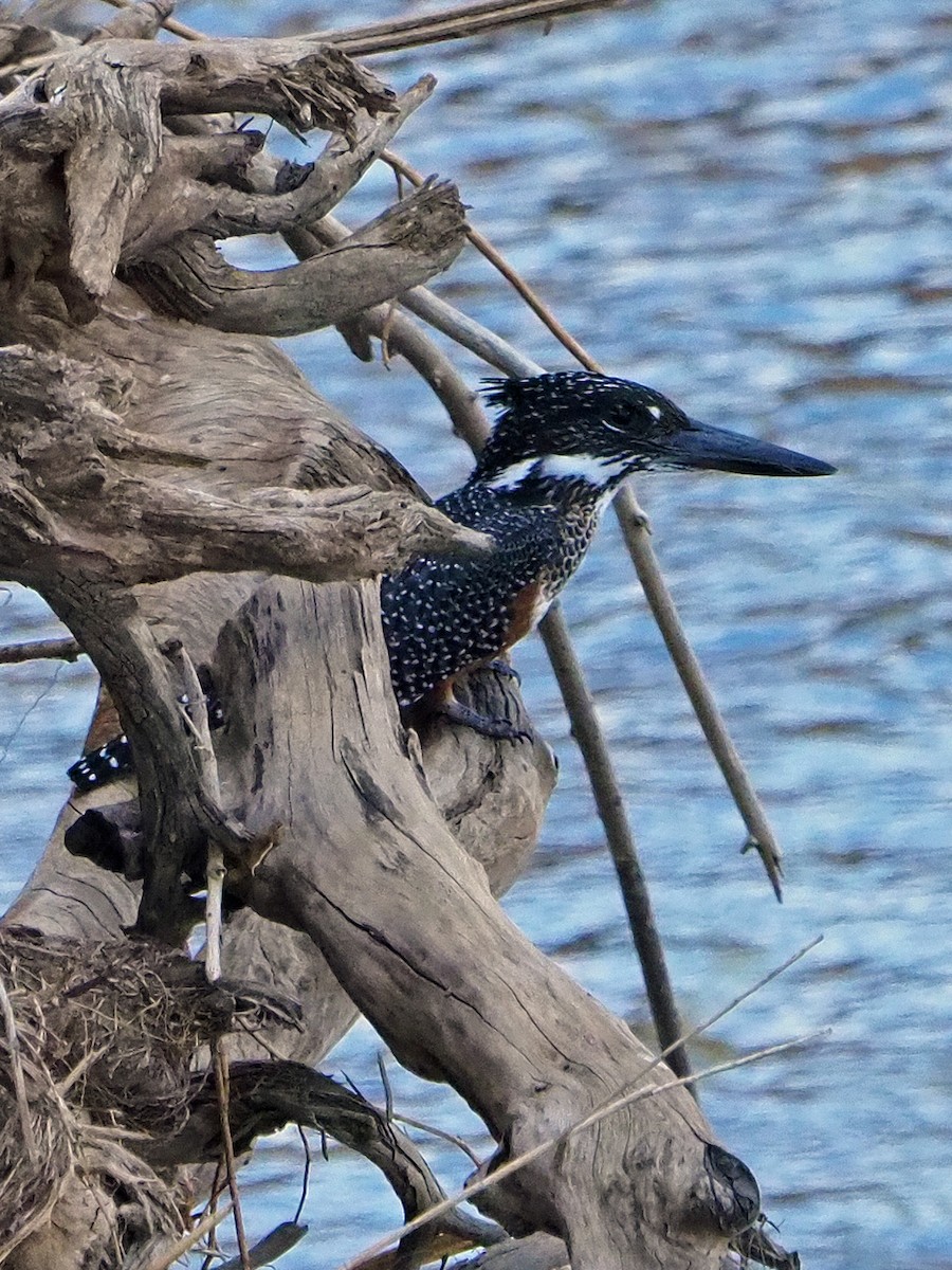 Riesenfischer - ML645849303