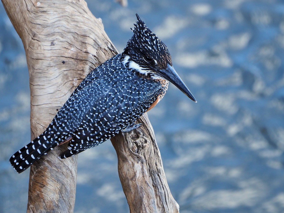 Riesenfischer - ML645849304