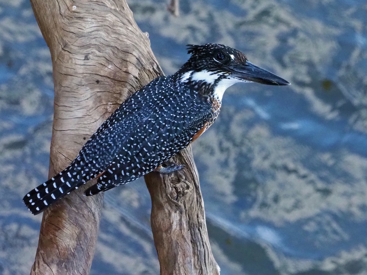 Riesenfischer - ML645849305