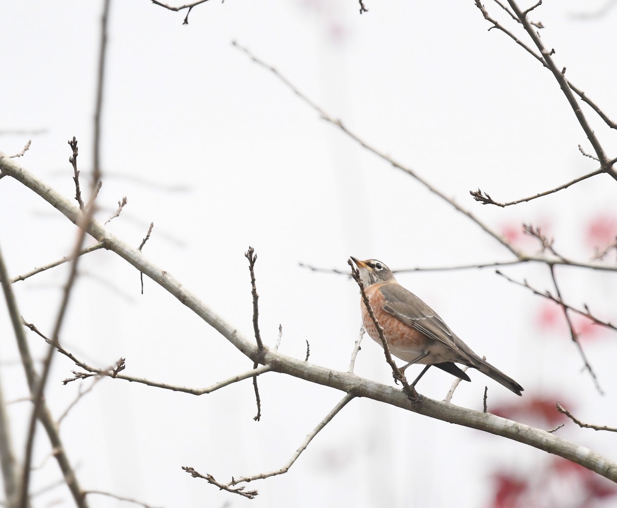 Wanderdrossel - ML645849306