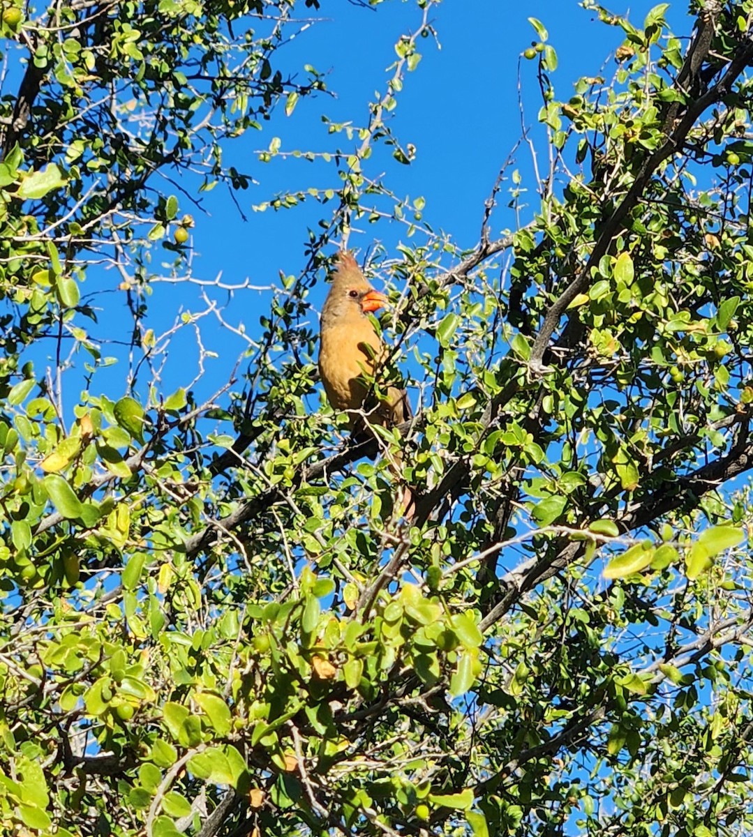 Rotkardinal - ML645849308