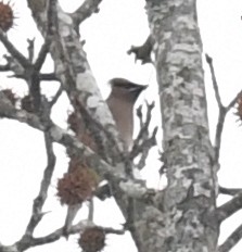 Zedernseidenschwanz - ML645849309