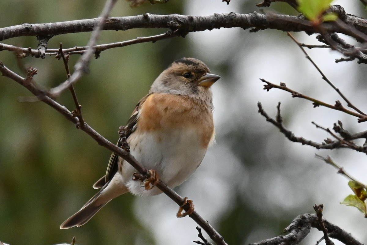 Bergfink - ML645849312