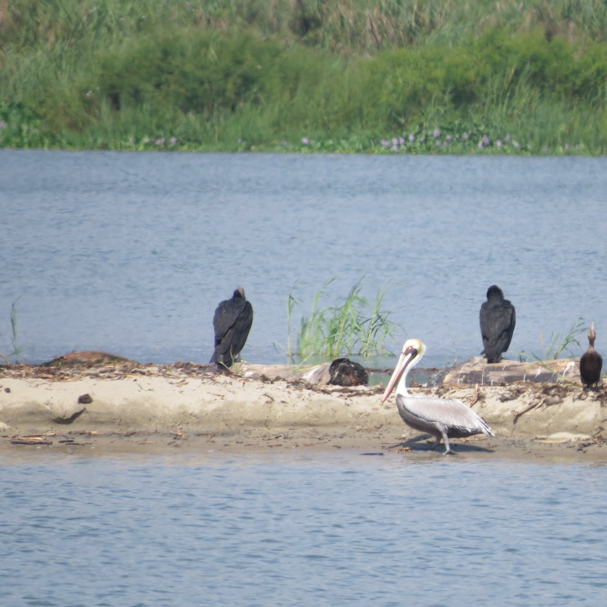 Braunpelikan - ML645849314