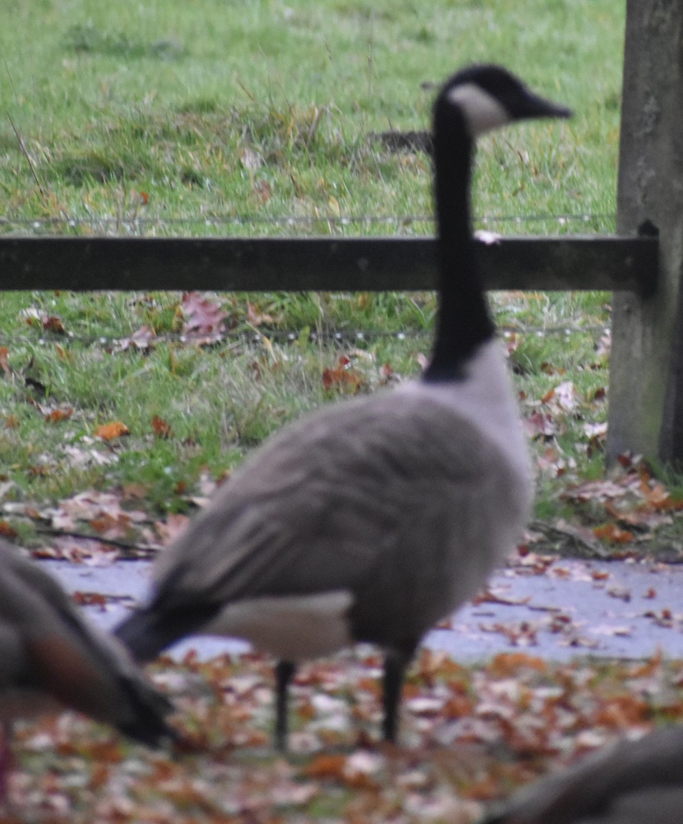 Kanadagans - ML645849315