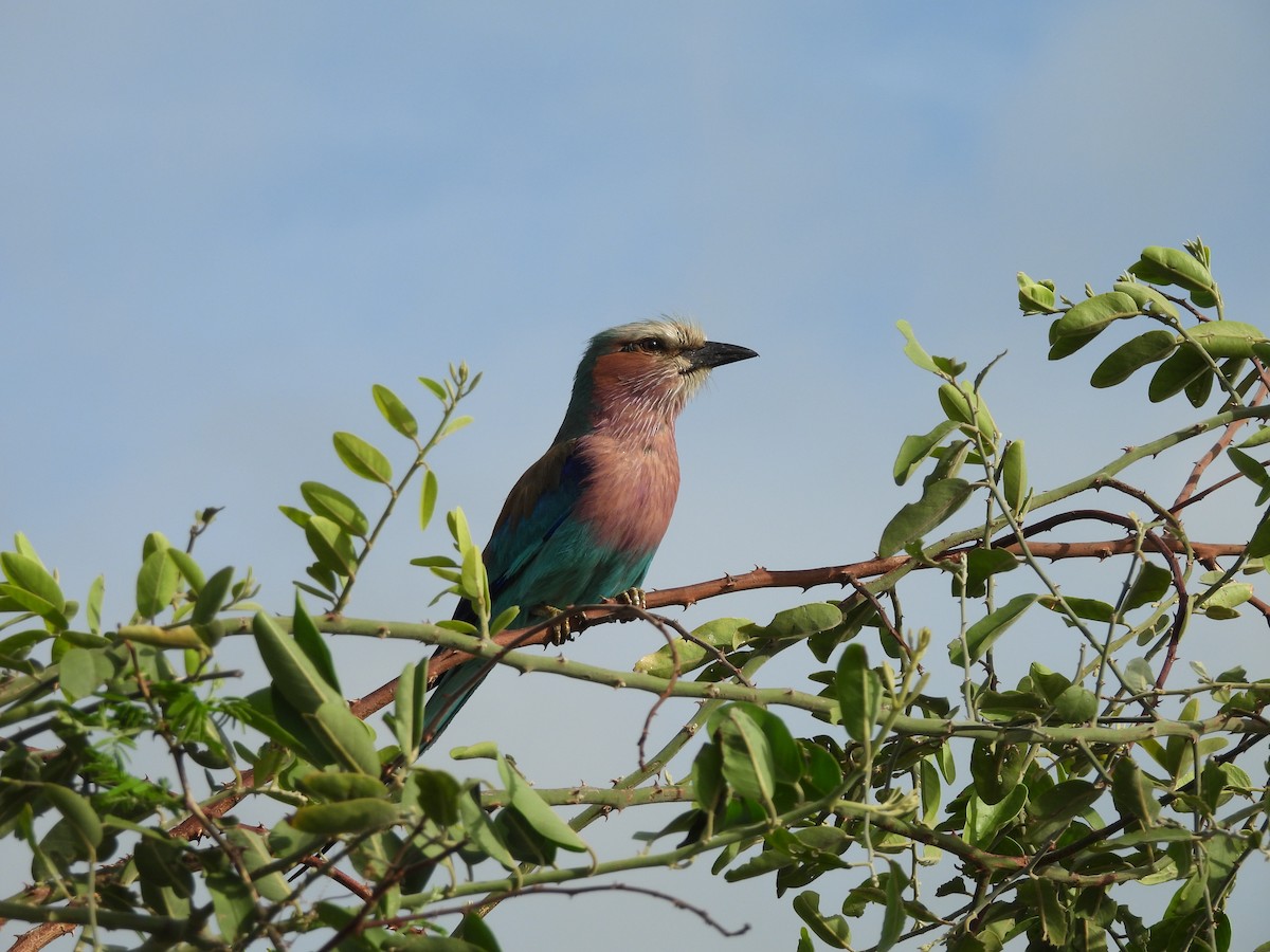 Gabelracke - ML645849316