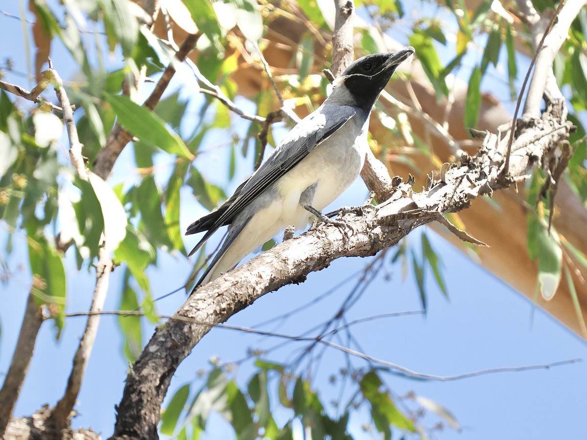 Schwarzgesicht-Raupenfänger - ML645849318