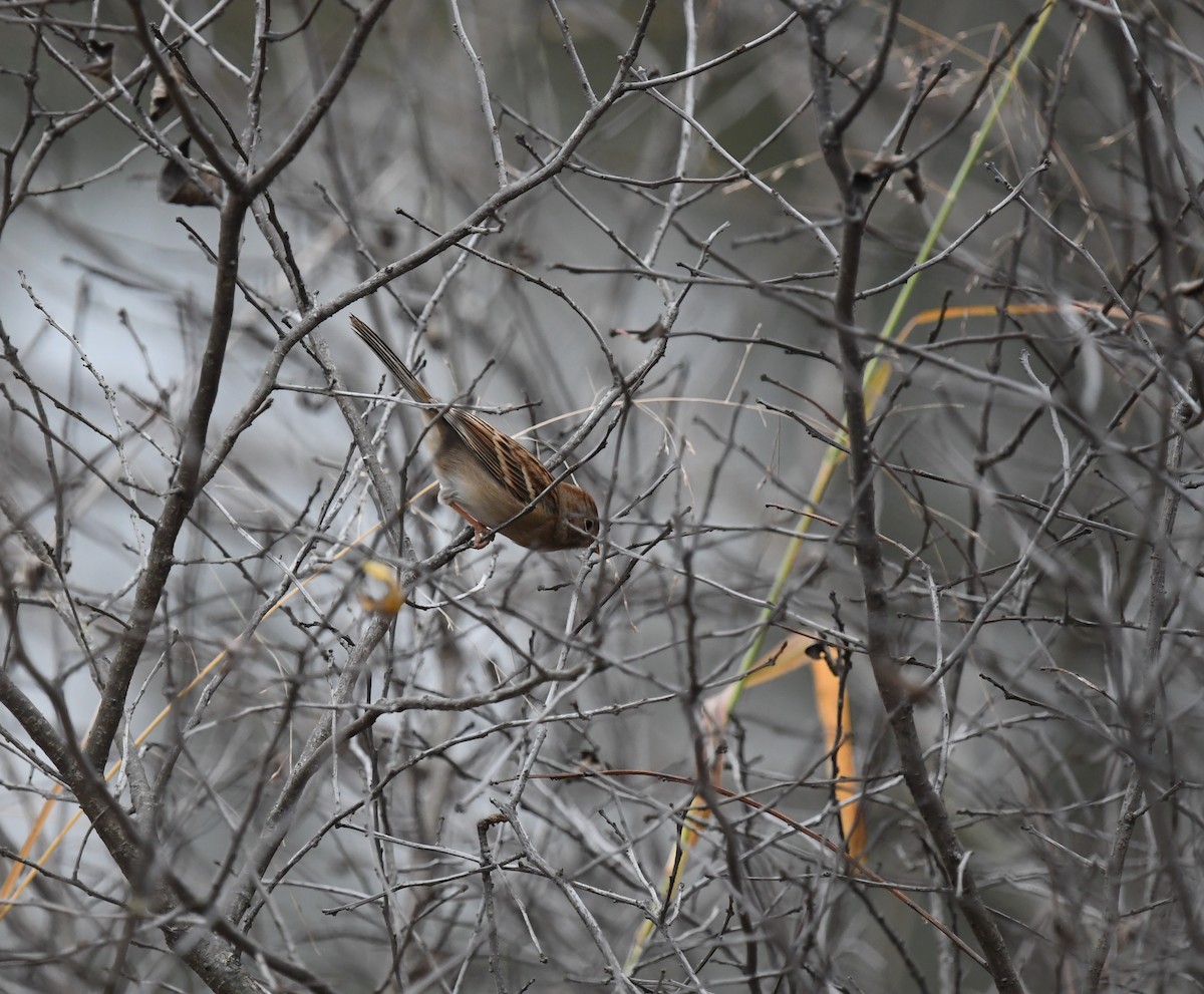 Klapperammer - ML645849319