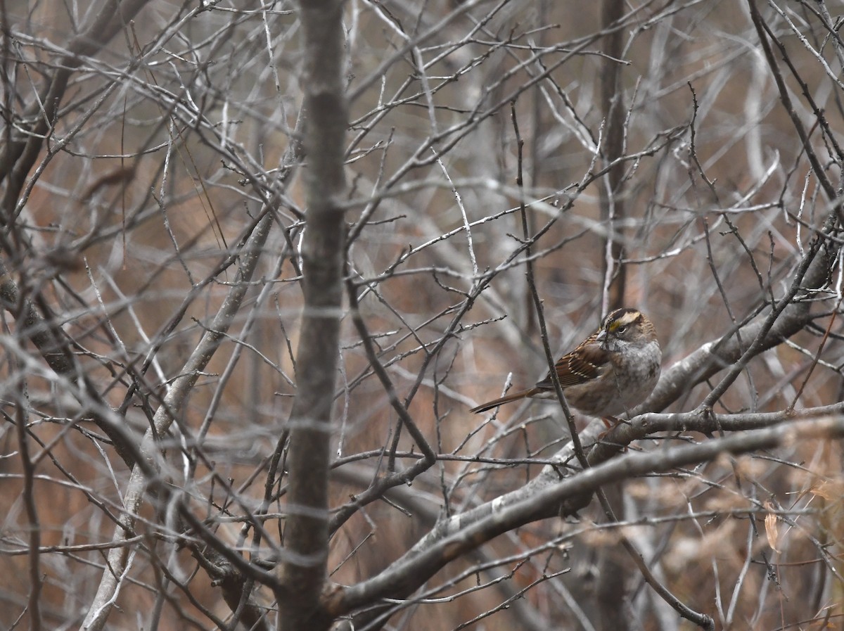 Weißkehlammer - ML645849321