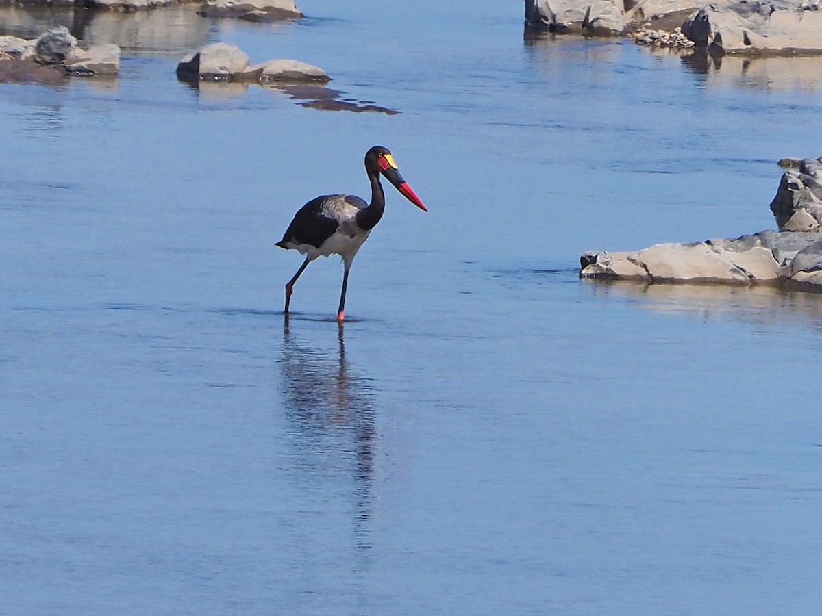 Sattelstorch - ML645849323