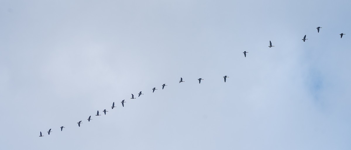 Kanadagans - ML645849325