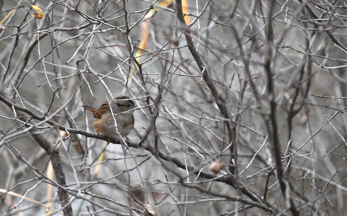 Swamp Sparrow - ML645849326