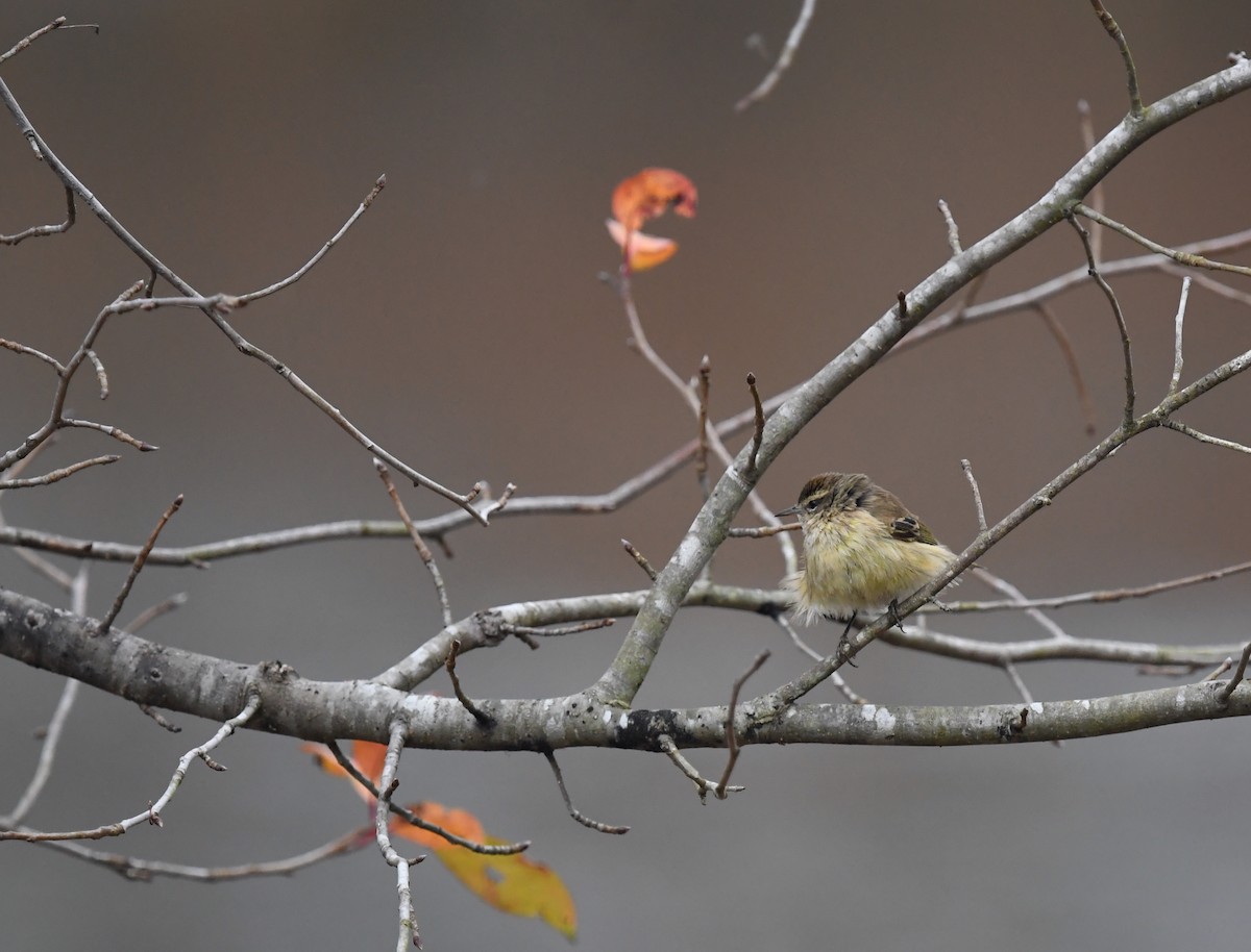 Palm Warbler - ML645849328