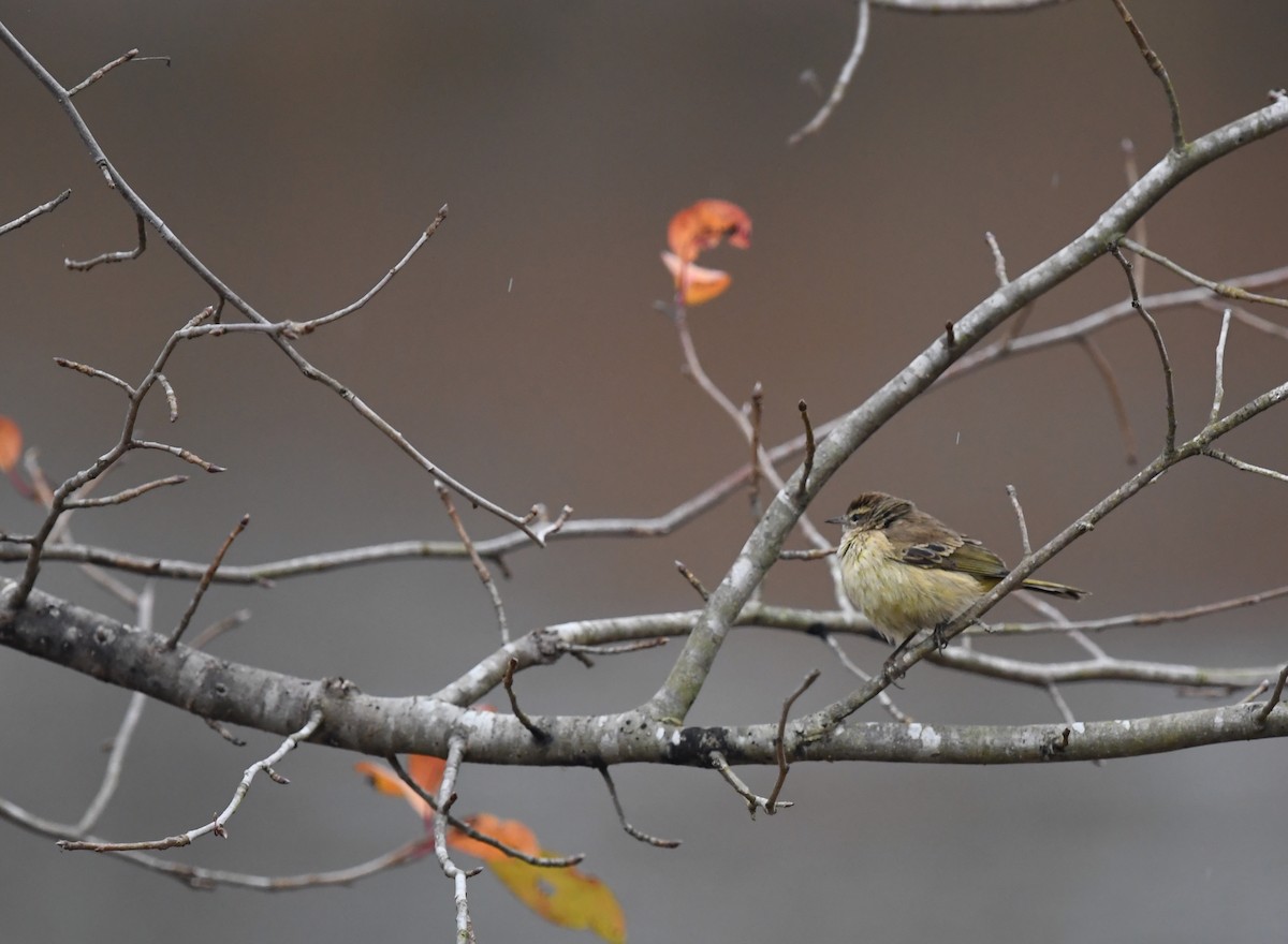 Palm Warbler - ML645849329