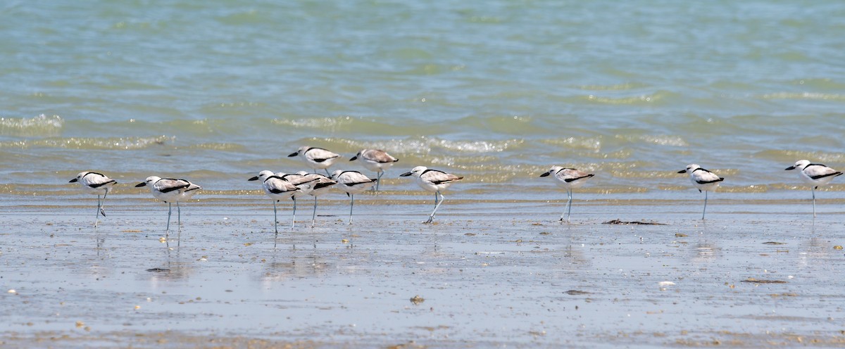Crab-Plover - ML645849330