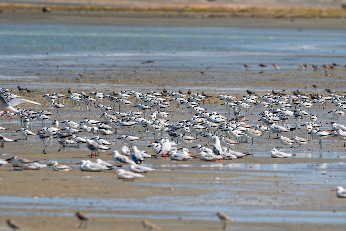 Crab-Plover - ML645849331