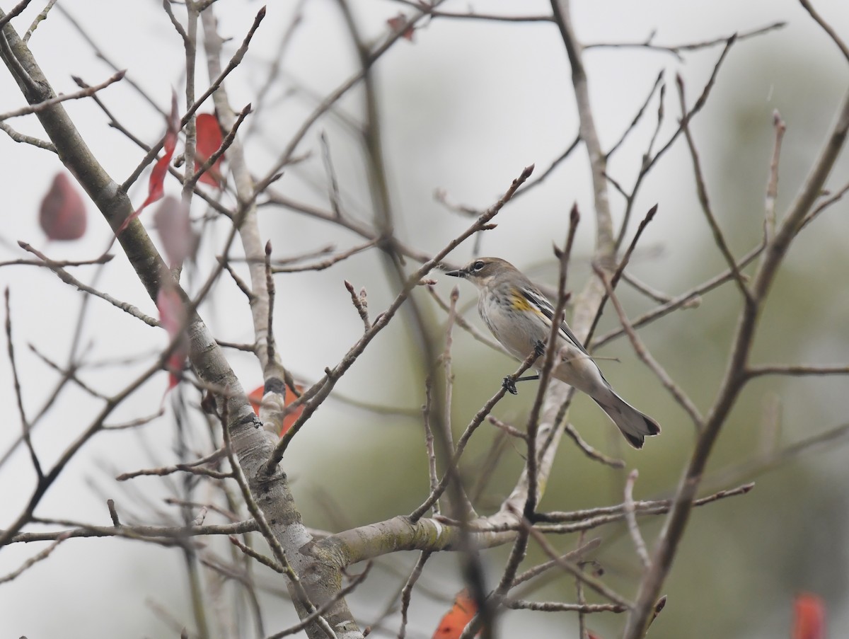 Yellow-rumped Warbler (Myrtle) - ML645849337